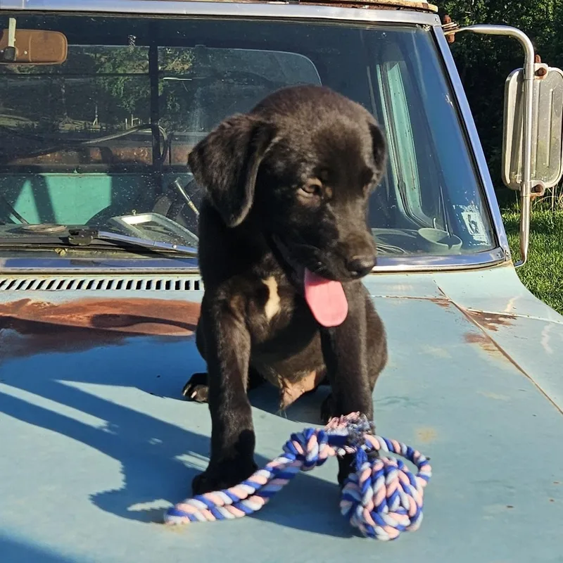 A baby medium-sized male Black Labrador Retriever dog named Green for adoption in Medfield, MA