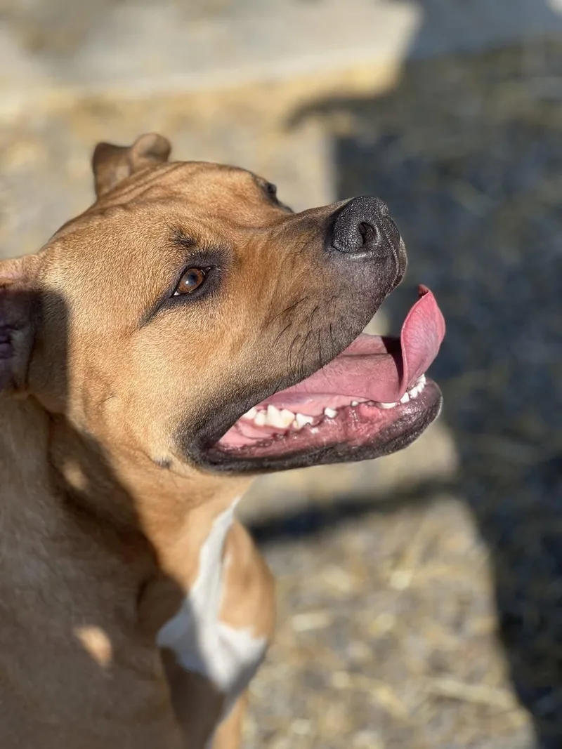 An adult medium-sized female Tricolor (Brown, Black, & White) Mixed Breed dog named Molly for adoption in Elmira, NY
