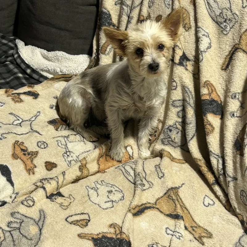 Lapdog Dixie  lbs. thumbnail 3