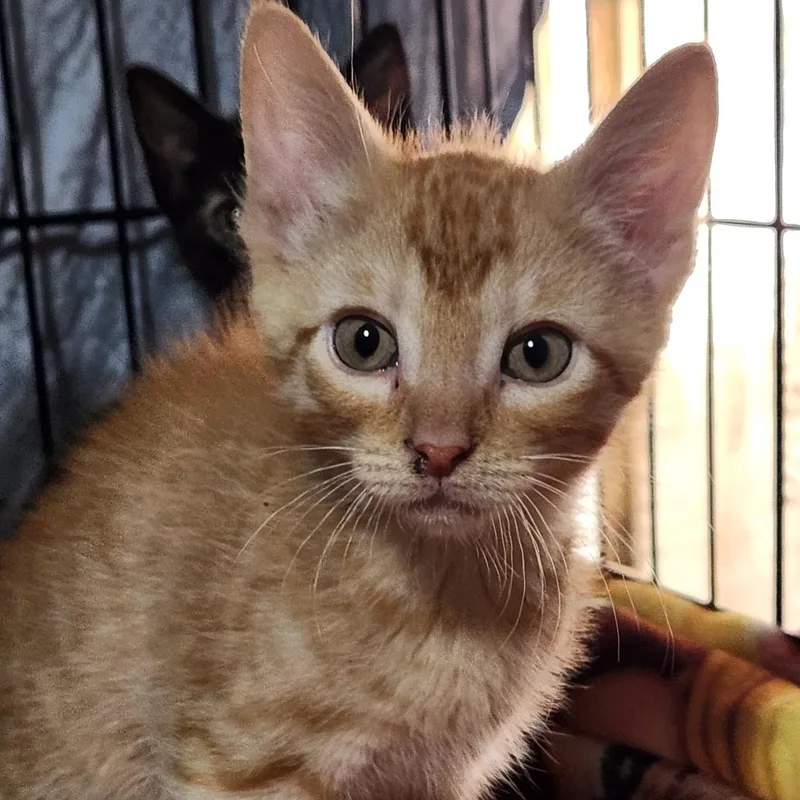 A baby small-sized male Orange / Red Domestic Short Hair cat named Saturn K for adoption in Corsicana, TX