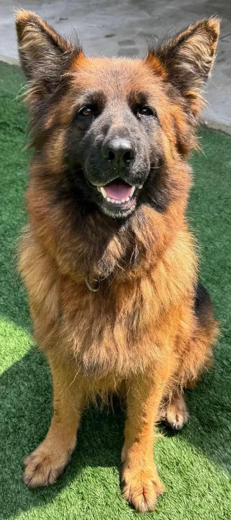 An adult large-sized female German Shepherd Dog dog named Mona Lisa for adoption in Ferndale, NY