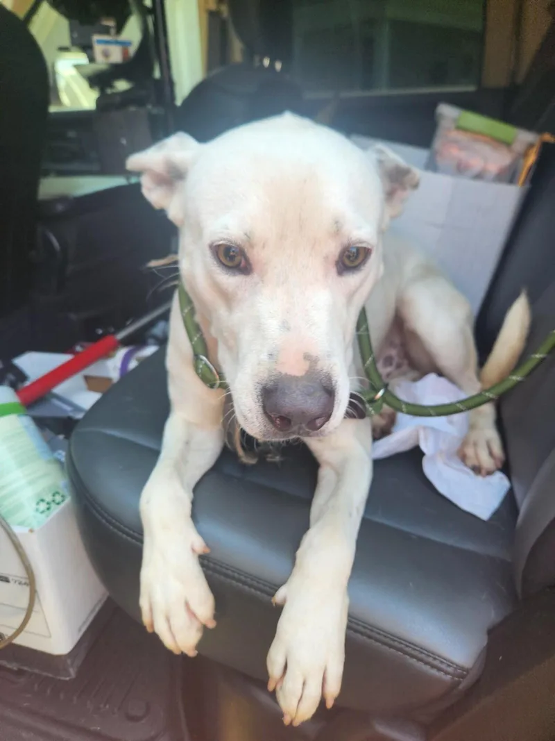 An adult medium-sized male White / Cream Mixed Breed dog named Charlie for adoption in Mobile, AL