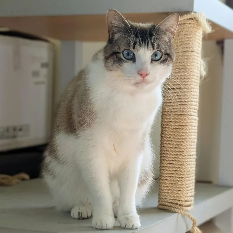 An adult large-sized male Domestic Short Hair cat named Mooney for adoption in Delaware, OH