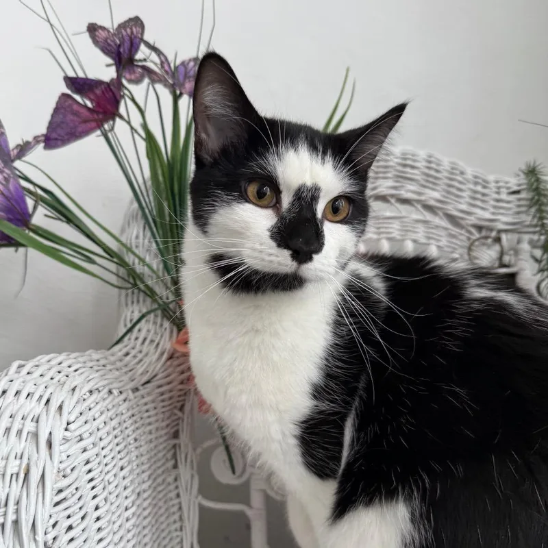 A young medium-sized male Black Domestic Short Hair cat named Robert The Bruce for adoption in Eaton Rapids, MI