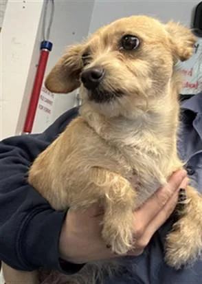 An adult small-sized female Terrier dog named Lulu for adoption in Los Angeles, CA