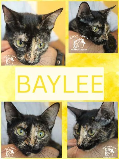 Baylee