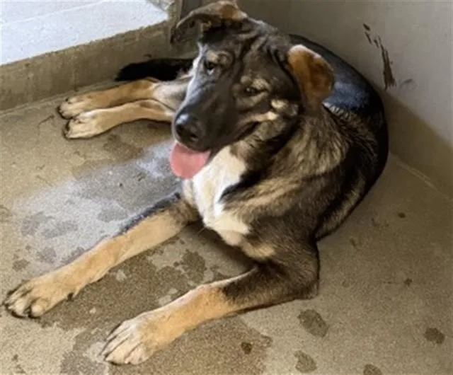 A young medium-sized female German Shepherd Dog dog named Ares for adoption in San Bernardino, CA
