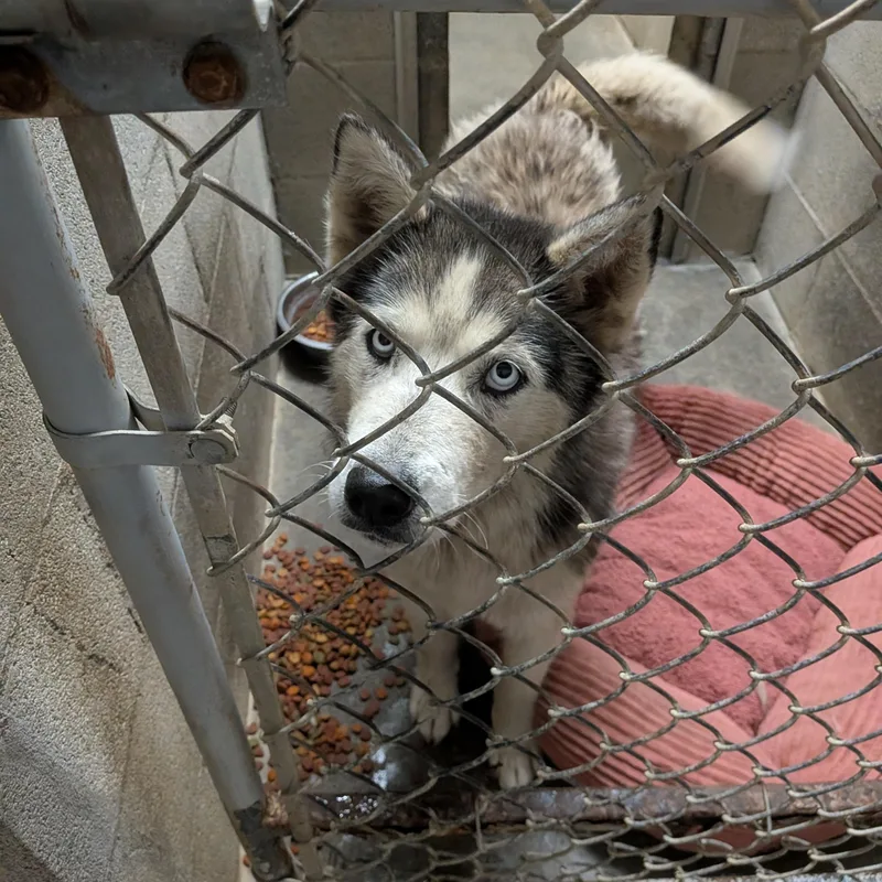 An adult medium-sized female Husky dog named Maui for adoption in Hermiston, OR