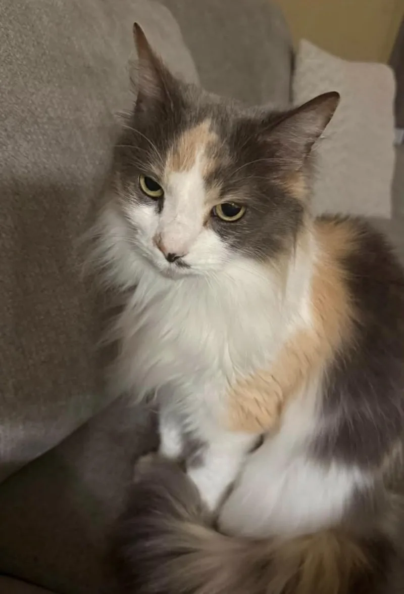An adult medium-sized female Domestic Medium Hair cat named BelleCourtesy Listing for adoption in Greensboro, NC