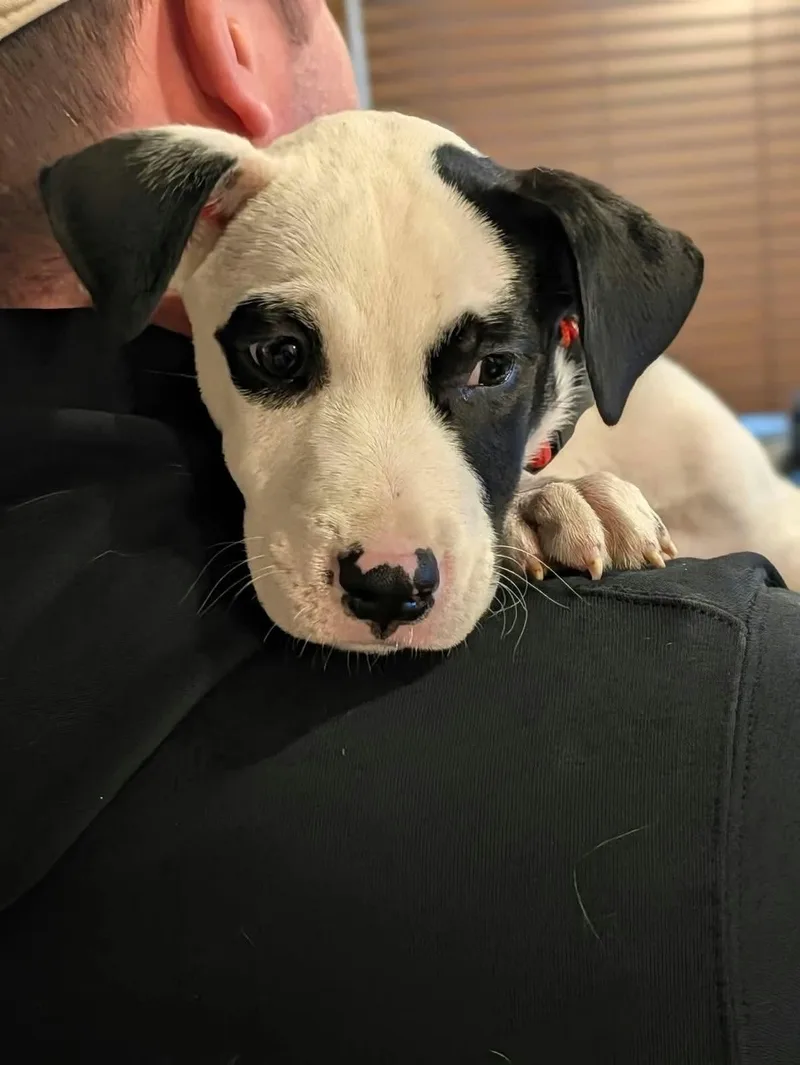A baby medium-sized male Pit Bull Terrier dog named Angus for adoption in Eugene, OR