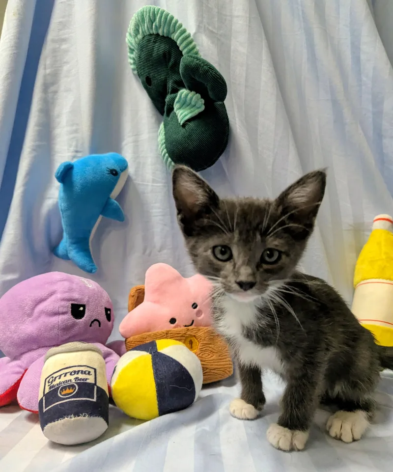A baby large-sized female Domestic Short Hair cat named Ember for adoption in Los Angeles, CA
