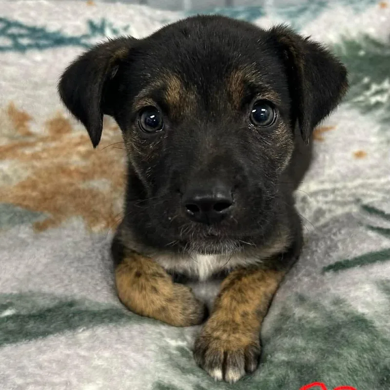 A young medium-sized male Shepherd dog named Rafe for adoption in Medford, NY
