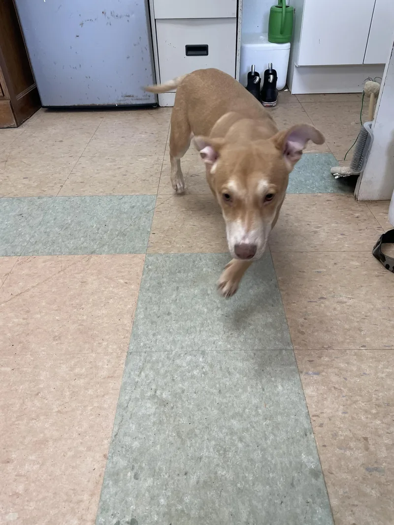 A young medium-sized male Mixed Breed dog named Radley for adoption in Lancaster, SC