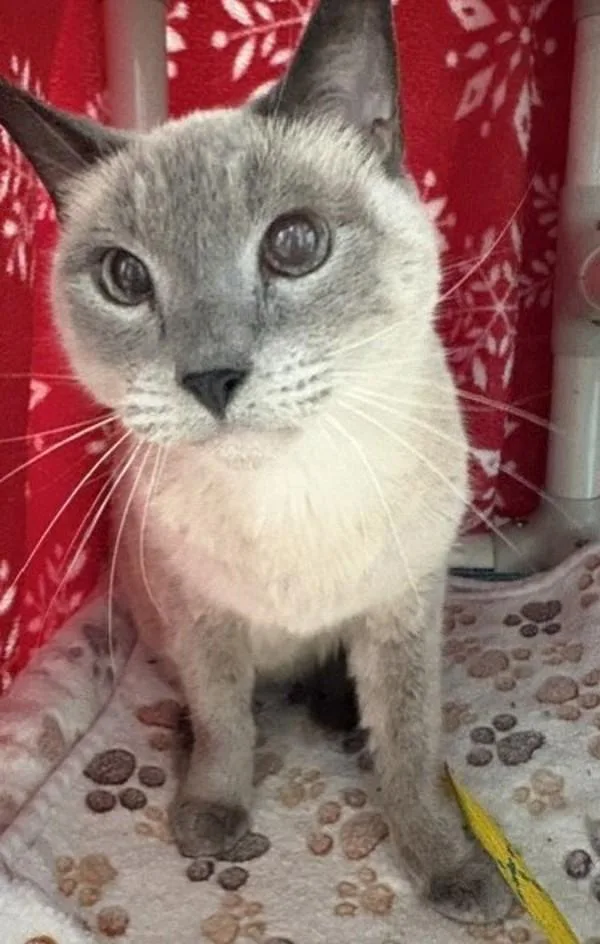 An adult small-sized female Domestic Short Hair cat named Marley for adoption in San Diego, CA