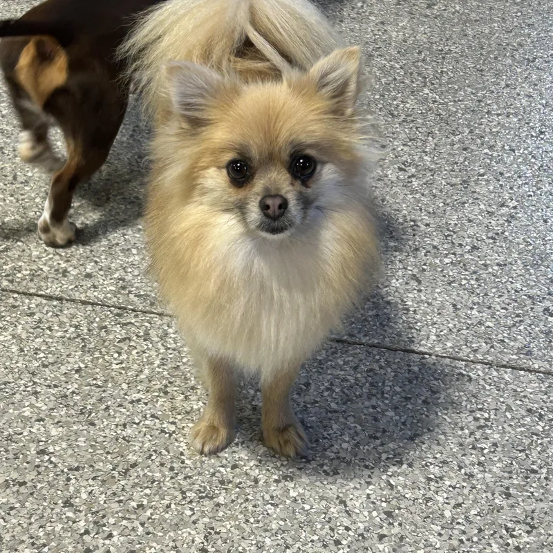 Princess . Lbs thumbnail 2