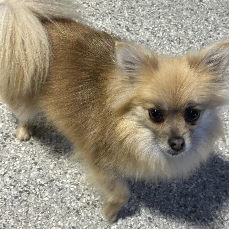 Princess . Lbs thumbnail 3