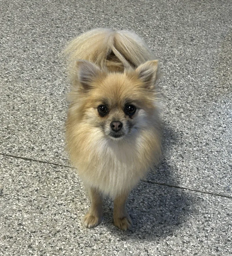 An adult small-sized female Yellow / Tan / Blond / Fawn Pomeranian dog named Princess . Lbs for adoption in Antwerp, OH