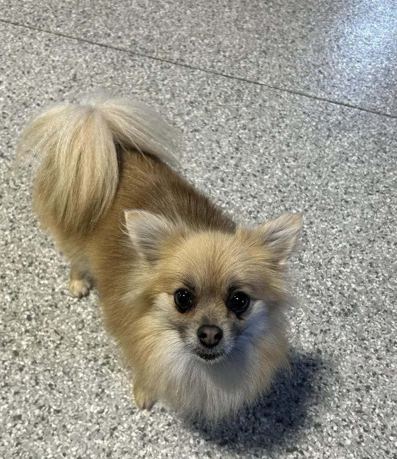 Princess . Lbs thumbnail 4