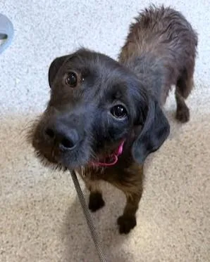 A young medium-sized female Terrier dog named Mopsy for adoption in Washington, DC