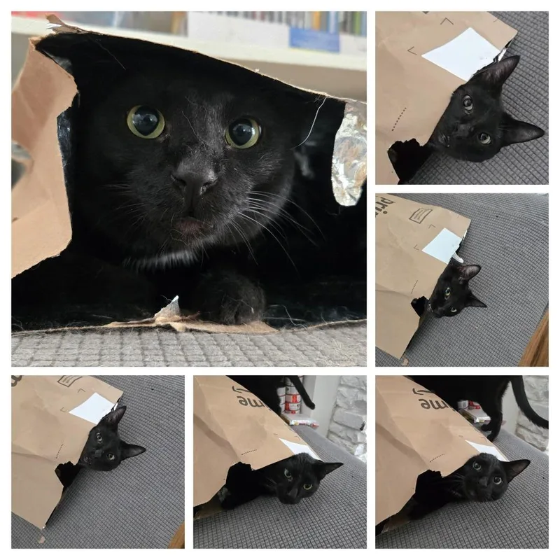 Midnight thumbnail 2