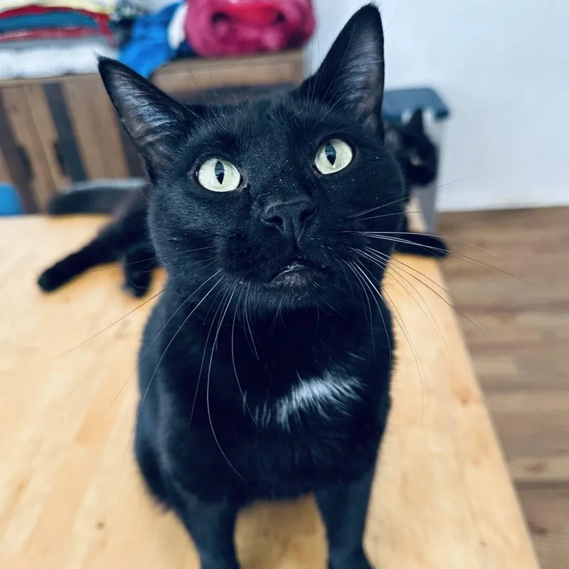 Midnight thumbnail 4