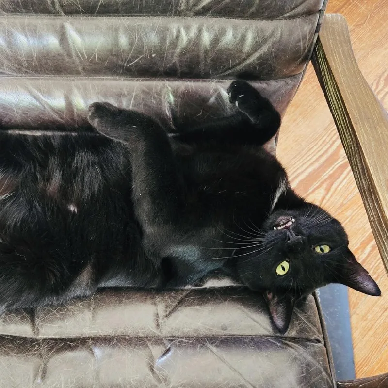 Midnight thumbnail 5