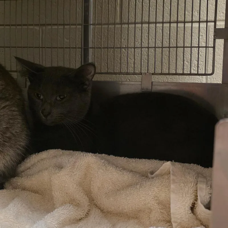 An adult medium-sized male Gray / Blue / Silver Domestic Short Hair cat named Jellyfish for adoption in Bristol, IN