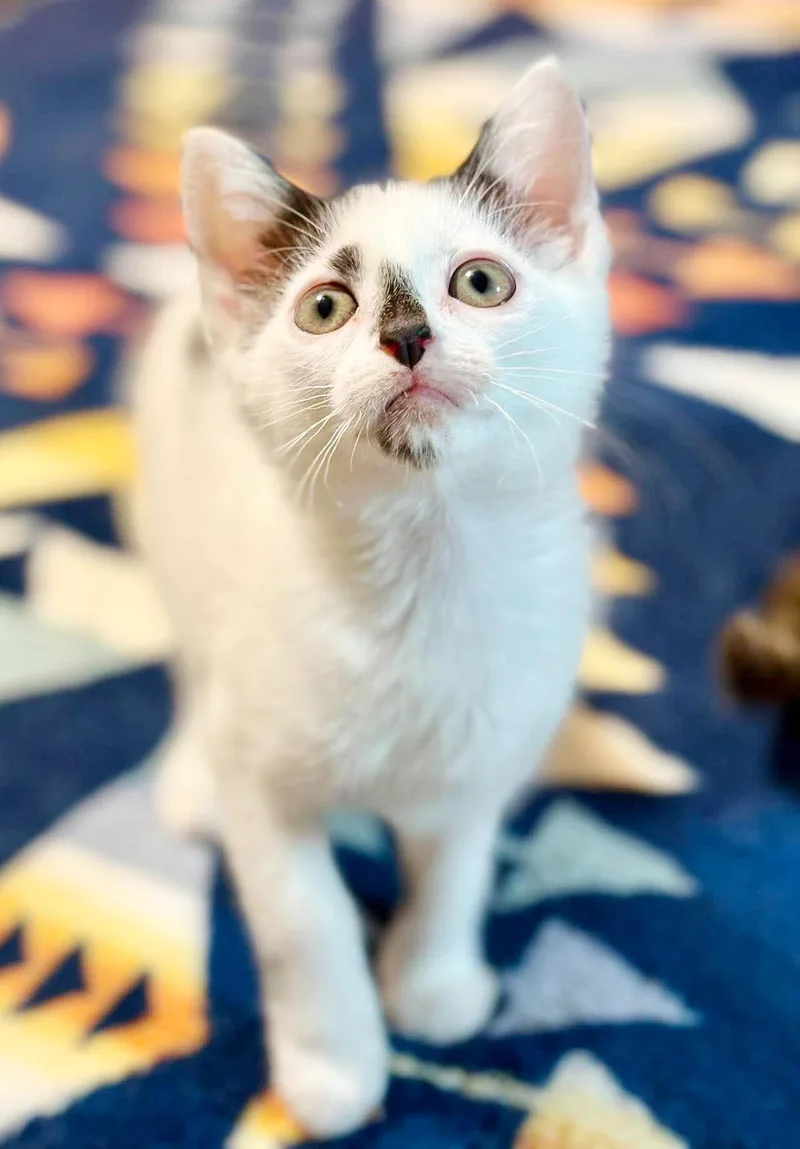 A baby small-sized male White Turkish Van cat named Randy is RIDICULOUSLY SWEET for adoption in Bedford Hills, NY