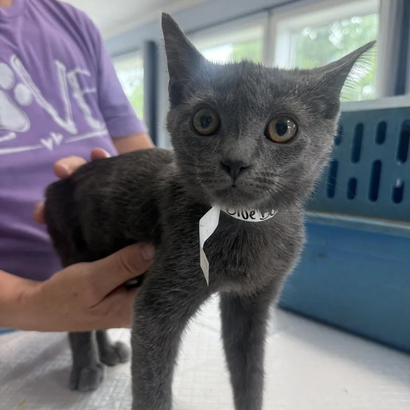 A baby small-sized male Gray / Blue / Silver Domestic Short Hair cat named Blue Bowers for adoption in Woodstock, VA