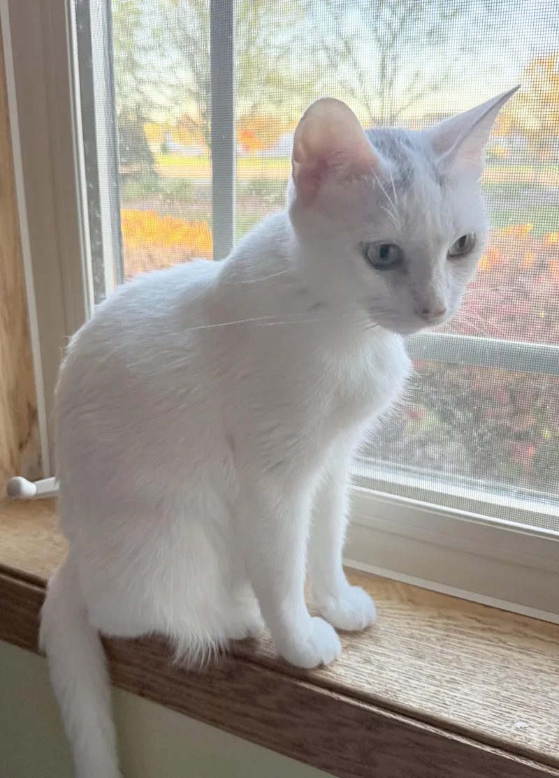 An adult medium-sized female White Domestic Short Hair cat named Gardenia for adoption in Blaine, MN