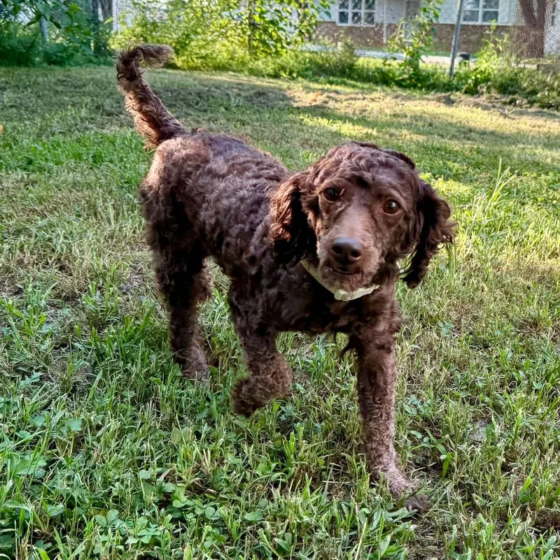 An adult small-sized female Miniature Poodle dog named Maggie for adoption in Springfield, MO
