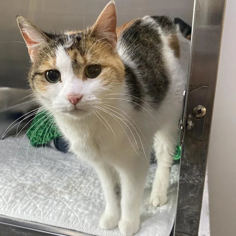 An adult medium-sized female Calico Domestic Short Hair cat named Alice for adoption in Wadena, MN