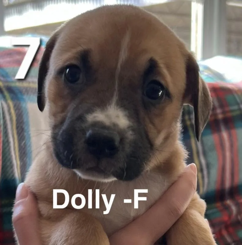 Dolly