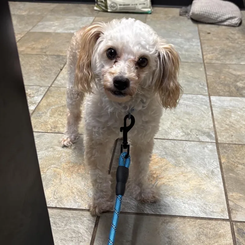 A senior small-sized male White / Cream Mixed Breed dog named Elvis for adoption in Jacksonville, FL