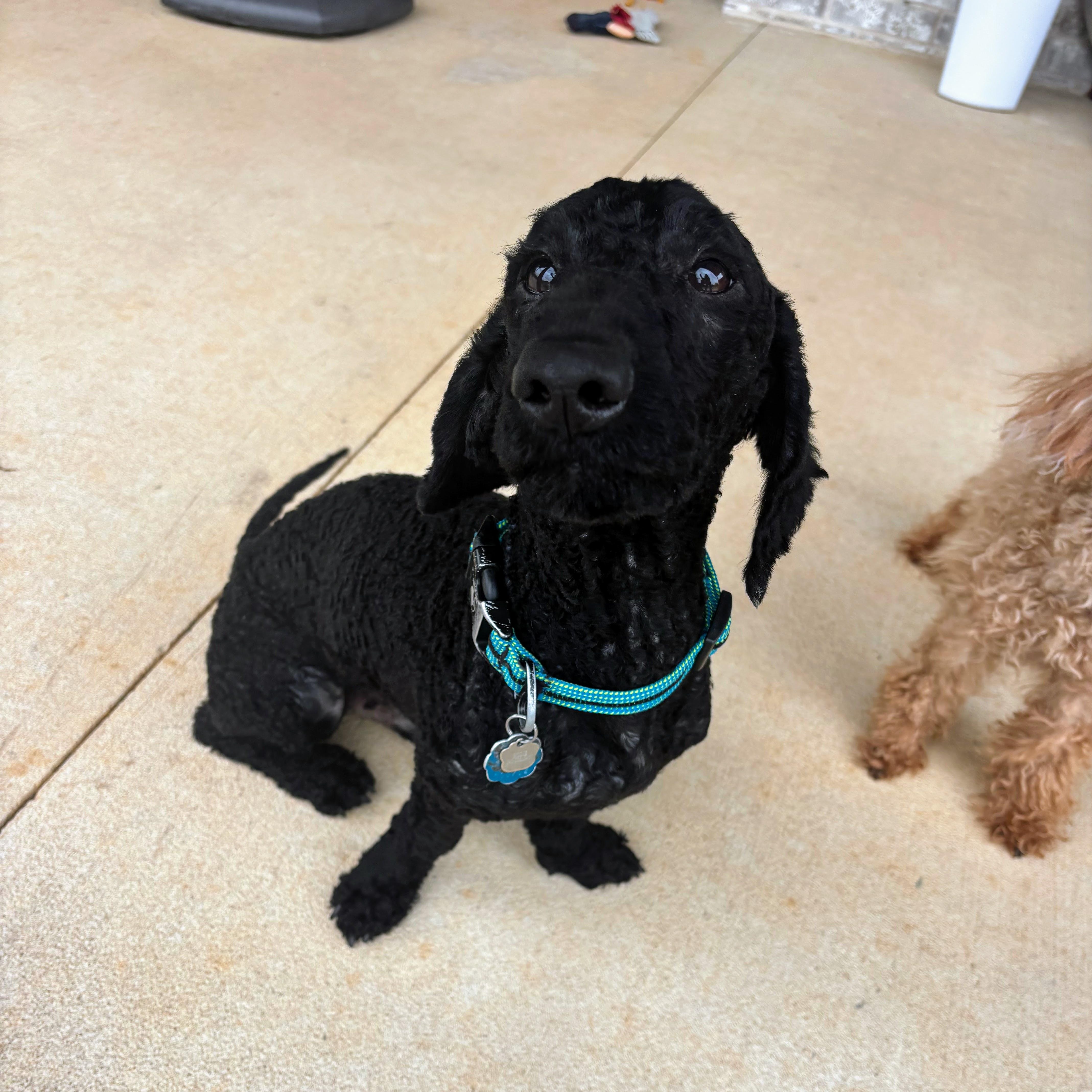 An adult small-sized male Black Poodle dog named Derby for adoption in Bella Vista, AR