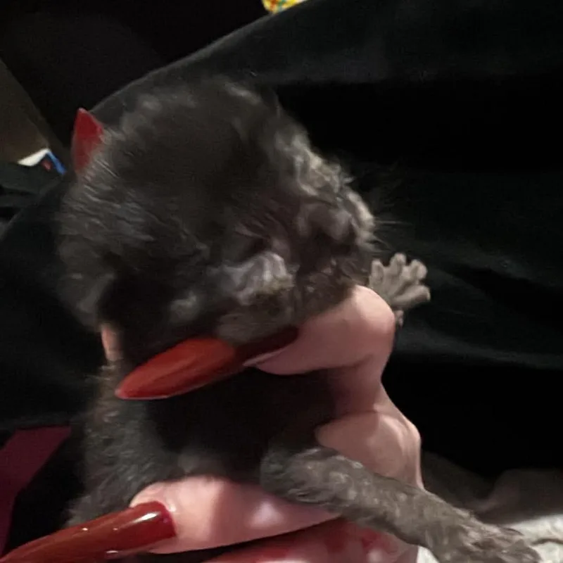 A baby small-sized female Black Domestic Short Hair cat named Stream for adoption in Mount Juliet, TN