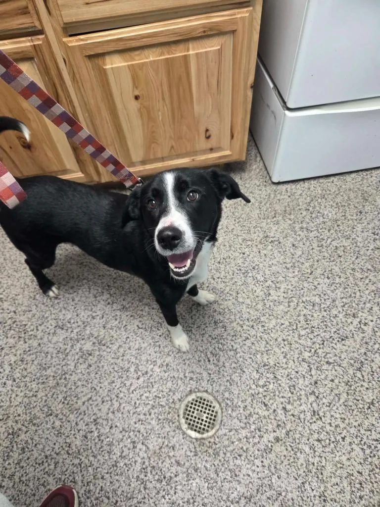 An adult medium-sized male Labrador Retriever dog named Duke for adoption in Kendallville, IN
