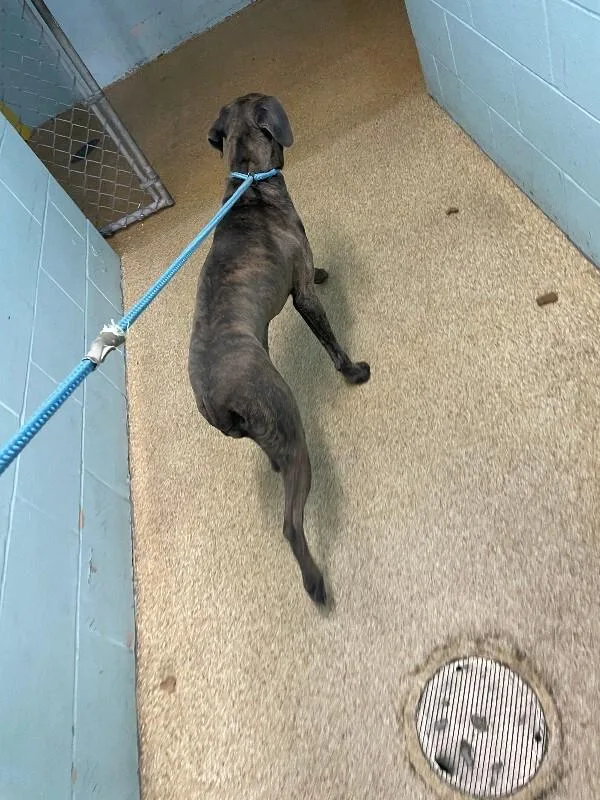 An adult large-sized female Brindle Mixed Breed dog named Shakira for adoption in Cincinnati, OH