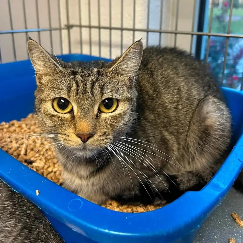 A young small-sized female Tabby (Buff / Tan / Fawn) Domestic Short Hair cat named Barbara for adoption in King George, VA