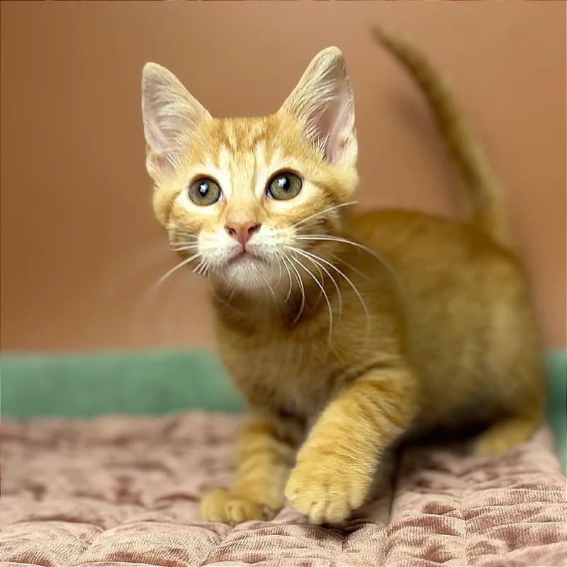 A baby small-sized male Orange / Red Domestic Short Hair cat named Samuel for adoption in San Antonio, TX