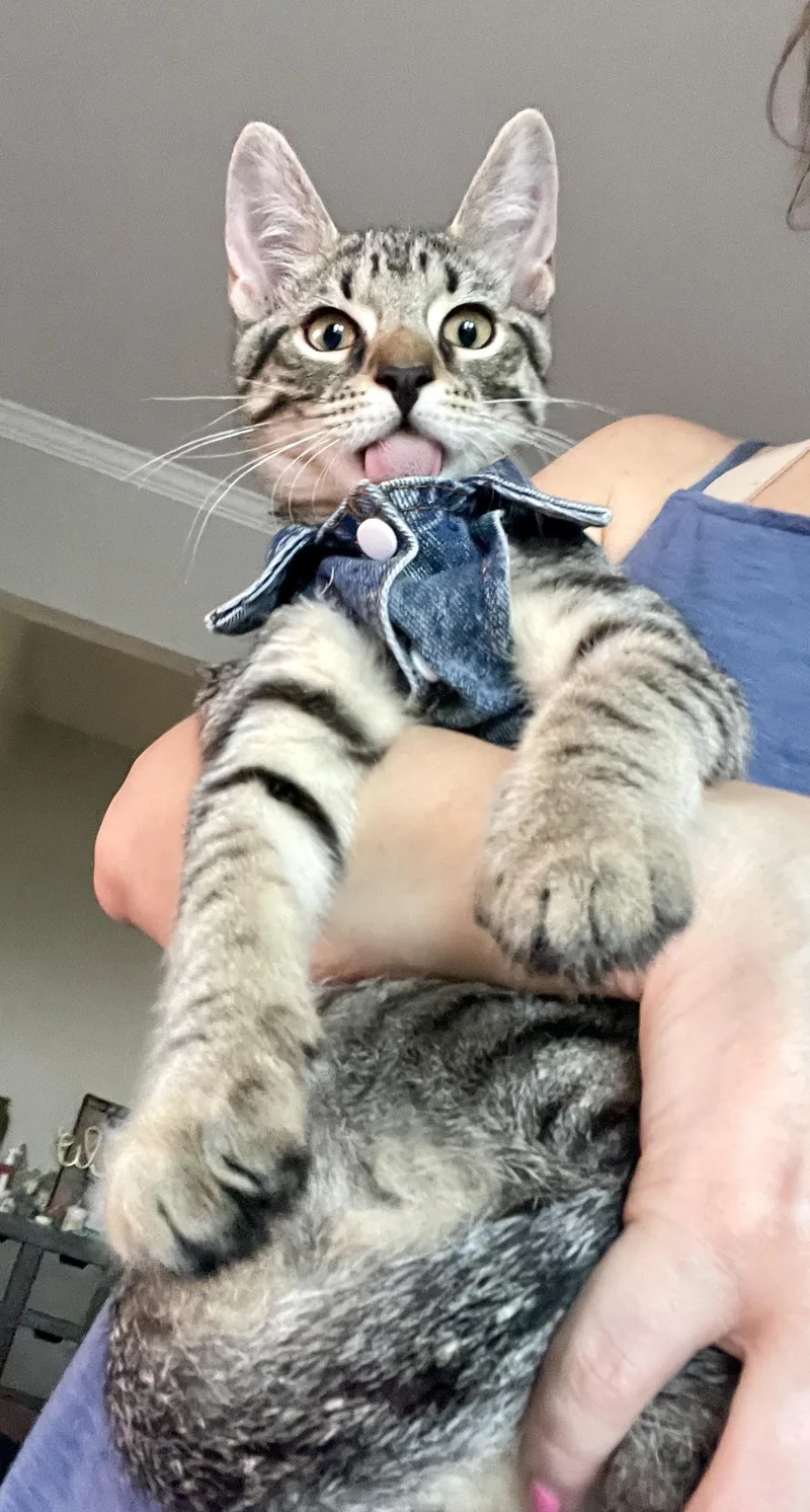 A baby small-sized male Tabby (Brown / Chocolate) Domestic Short Hair cat named Prescott for adoption in Staten Island, NY