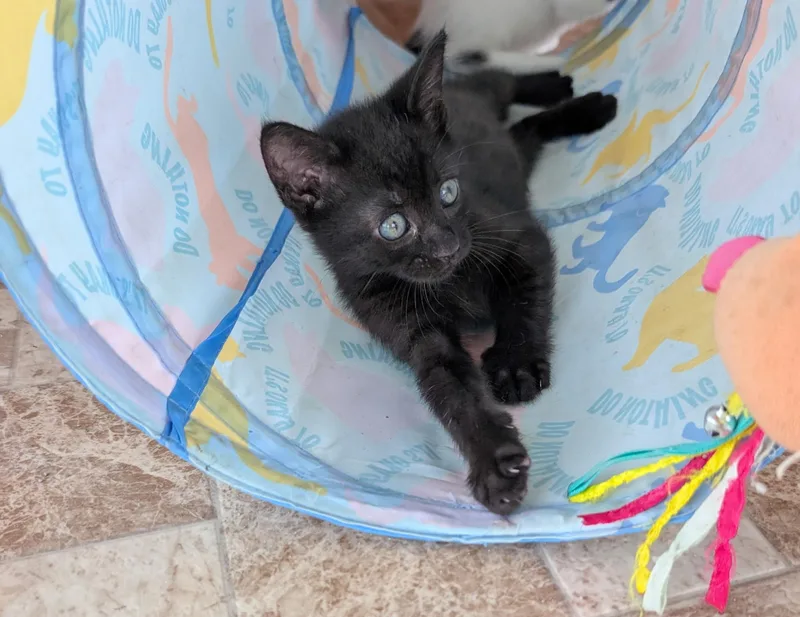 A baby medium-sized female American Shorthair cat named Rowena for adoption in Elgin, SC