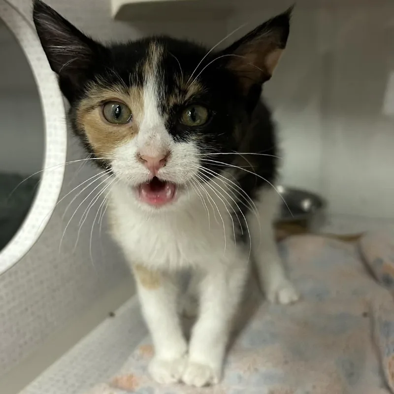A baby small-sized female Black Domestic Short Hair cat named Hillboe for adoption in Buffalo, MN