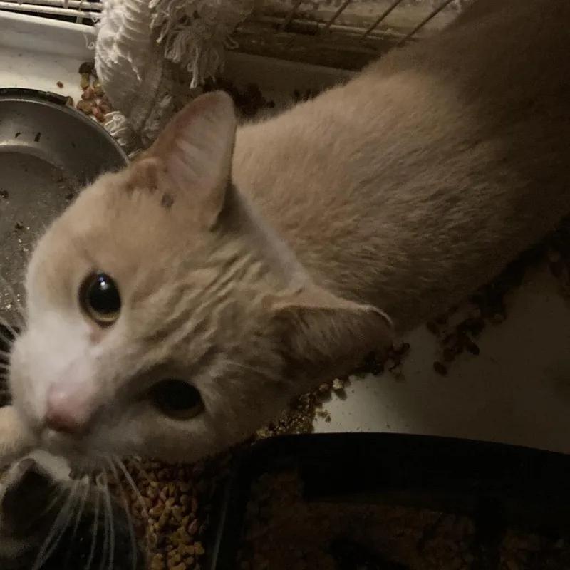 An adult medium-sized male Buff / Tan / Fawn Domestic Short Hair cat named James G for adoption in Chapel Hill, NC