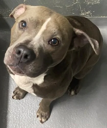 A young large-sized male Pit Bull Terrier dog named Bear for adoption in Blue Ridge, GA