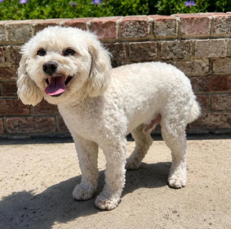 A young small-sized male Yellow / Tan / Blond / Fawn Maltipoo dog named Akira for adoption in Lathrop, CA