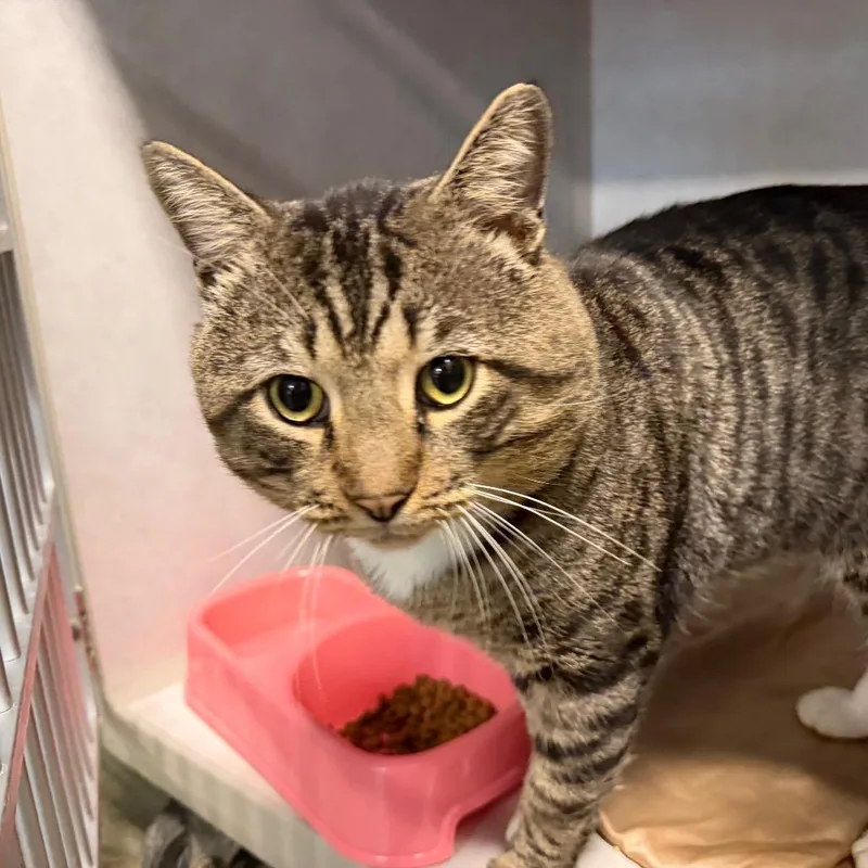 A senior extra large-sized male Domestic Short Hair cat named Travis for adoption in Summerville, SC