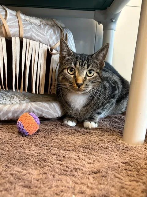 A young small-sized female Domestic Short Hair cat named Hazel for adoption in Forney, TX