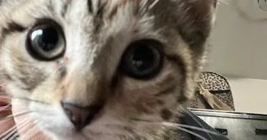 A baby small-sized female Gray & White Domestic Short Hair cat named Birdie for adoption in Anoka, MN