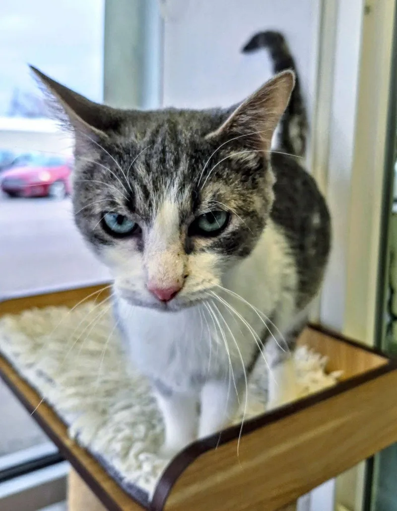 Mary Lou thumbnail 2